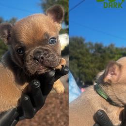Dark Green boy #2 - Blue fawn French Bulldog puppy in San Diego, California from Forbes List Frenchies