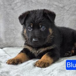 Mr Blue - Black and red male German Shepherd puppy in Sumner, Iowa from Vom Wilke Kennels