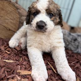 Sequoia - male Saint Berdoodle puppy in Lookout, California from Remington Kennels, LLC