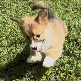 AKC Sable  FLUFFY Triple clear - Sable male Pembroke Welsh Corgi puppy in Summerfield, Florida from Promise Land Farm