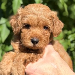 Lucky - Red  male Goldendoodle puppy in Tucson, Arizona from Adored Poodle & Doodles