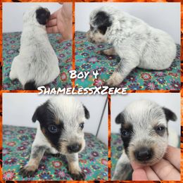 Boy 4 - Blue male Australian Cattle Dog puppy in Bradford, Arkansas from Cedar Rock Heelers and Kelpies