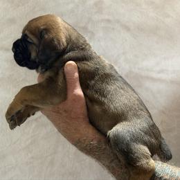 Hot Pink - Fawn female Cane Corso puppy in Paris, Texas from Knucklehead Cane Corso
