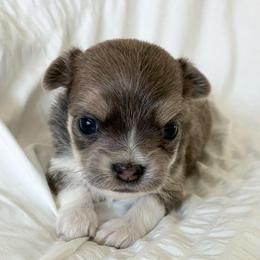 Hope - Blue and white female Chihuahua puppy in Menifee, California from Lane’s Little Long Coats