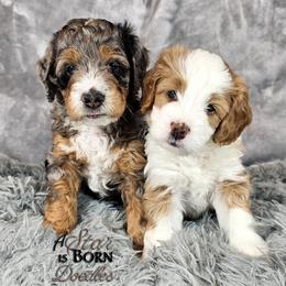 Bernedoodle Puppies from A Star is Born Doodles