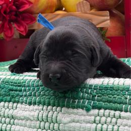 Blue - Black male Labrador Retriever puppy in Heath Springs, South Carolina from Rich Hill Retrievers