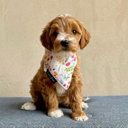 Annie (red) - Apricot female Goldendoodle puppy in St. George, Utah from Dashing Doodle Pups