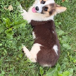 Female2 Tiny - Black and tan female Pembroke Welsh Corgi puppy in Heyworth, Illinois from Schumaker Corgis