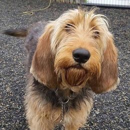 Otterhound Puppies from Crossroads Otterhounds