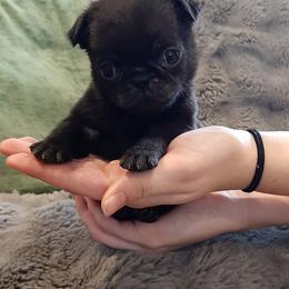 Green collar male - Black male Pug puppy in Saint Helens, Oregon from Ebert Golden Retrievers & Pugs