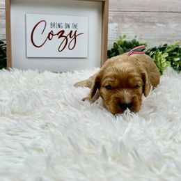 Marie - Red female Cavapoo puppy in Lancaster, Missouri from Cavapoo Acres