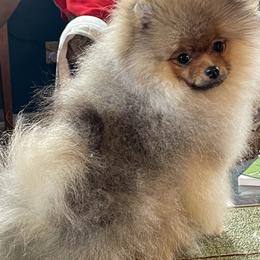 Pomeranians from Del-May Pomeranians