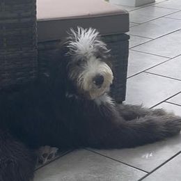 Sheepadoodles from Clevenger’s Sheepadoodle Fur Baby Farm