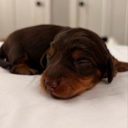 Tater - Chocolate and tan male Dachshund puppy in Massies Mill, Virginia from Pigeon Hill Dachshunds