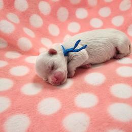 Blue - White male Maltese puppy in Victoville, California from T&C Maltese