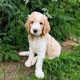 Finn - Parti male Goldendoodle puppy in Cherry Creek, New York from Doodles Pups of NY