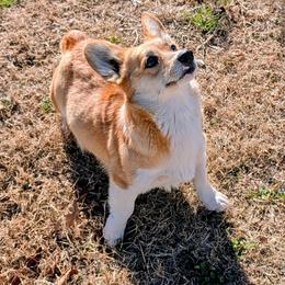 Kitty - American Corgi