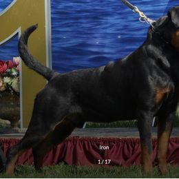 Belgian Malinois, Dutch Shepherd, and Rottweiler All Grown Up from Louisov Kennel
