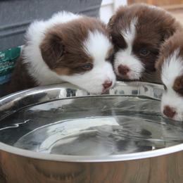 Australian Shepherd Puppies from Starlit Grove Australian Shepherds
