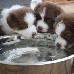 Australian Shepherd Puppies from Starlit Grove Australian Shepherds