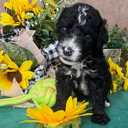 Owl - Tri-color male Bernedoodle puppy in Seymour, Missouri from D and D’s Dandy Doodles