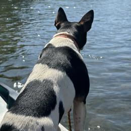 Rat Terriers from Rust Creek