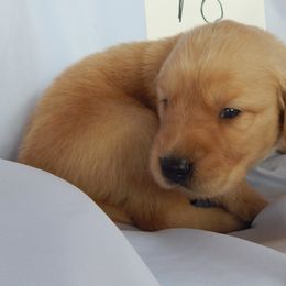 Golden Retriever and Toy Australian Shepherd Puppies from Triple-s-kennel