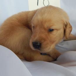 Golden Retriever and Toy Australian Shepherd Puppies from Triple-s-kennel