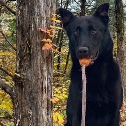 Outlaw  - Dutch Shepherd