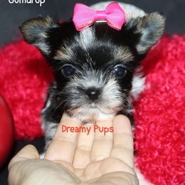 Itty Bitty Gumdrop Extreme Doll Face SOLD - Black tan and white female Biewer Terrier puppy in Kennesaw, Georgia from Dreamy Pups