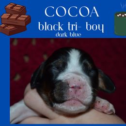 English Springer Spaniel Puppies from Stormin Pine and Prairie Springers