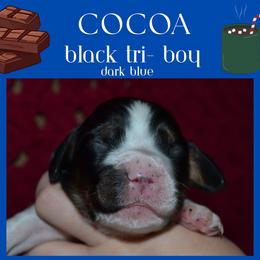 English Springer Spaniel Puppies from Stormin Pine and Prairie Springers