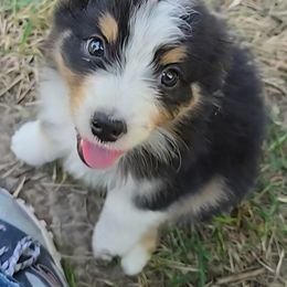 Kiwi - Black tri-color female Australian Shepherd puppy in Clinton, Missouri from RockyTop Hearts