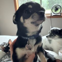 Tito - Chihuahua