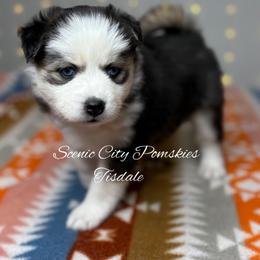 Tisdale - Black and white female Pomsky puppy in Rossville, Georgia from Scenic City Pomskies