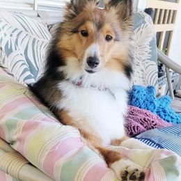 Shetland Sheepdogs from Randall's Shelties
