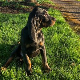 Black and Tan Coonhounds from Windbourne Farm Black & Tan Coonhounds