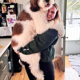 Girl 1 - Parti female Saint Berdoodle puppy in Clarence, New York from My Darling Doodles/St. Berdoodles of WNY