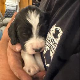 Duke - Black and white male English Springer Spaniel puppy in St Johnsbury, Vermont from Paradise Valley Springers