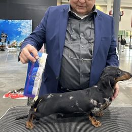 Dachshunds from Randall Salkowski