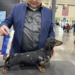 Dachshunds from Randall Salkowski