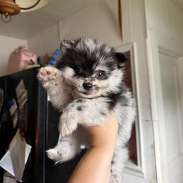 Right eye patch-ash - Merle male Pomsky puppy in Kingston, Michigan from Browns Pomskys