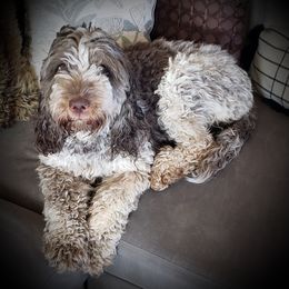 Ash - Springerdoodle