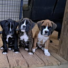 Boxers from Mary Moon