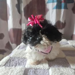 Cookie - Black and white female Shih Tzu puppy in Vernon, Texas from Fru Fru's Shih Tzus