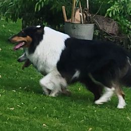 Trinity - Collie