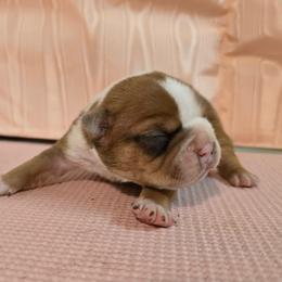 Boris - Seal and white male Boston Terrier puppy in Clarksburg, West Virginia from Pawprints Boston Terriers