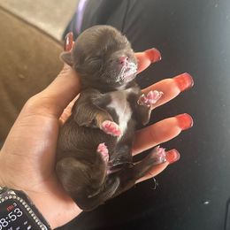 Bruno - Chocolate and white male Chihuahua puppy in Millville, New Jersey from M’s Chihuahuas