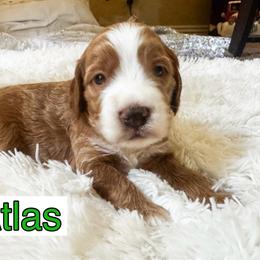 Boy 1 - Red and white male Cockapoo puppy in Peoria, Arizona from Cactus Doods