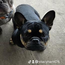 Jazzy - French Bulldog